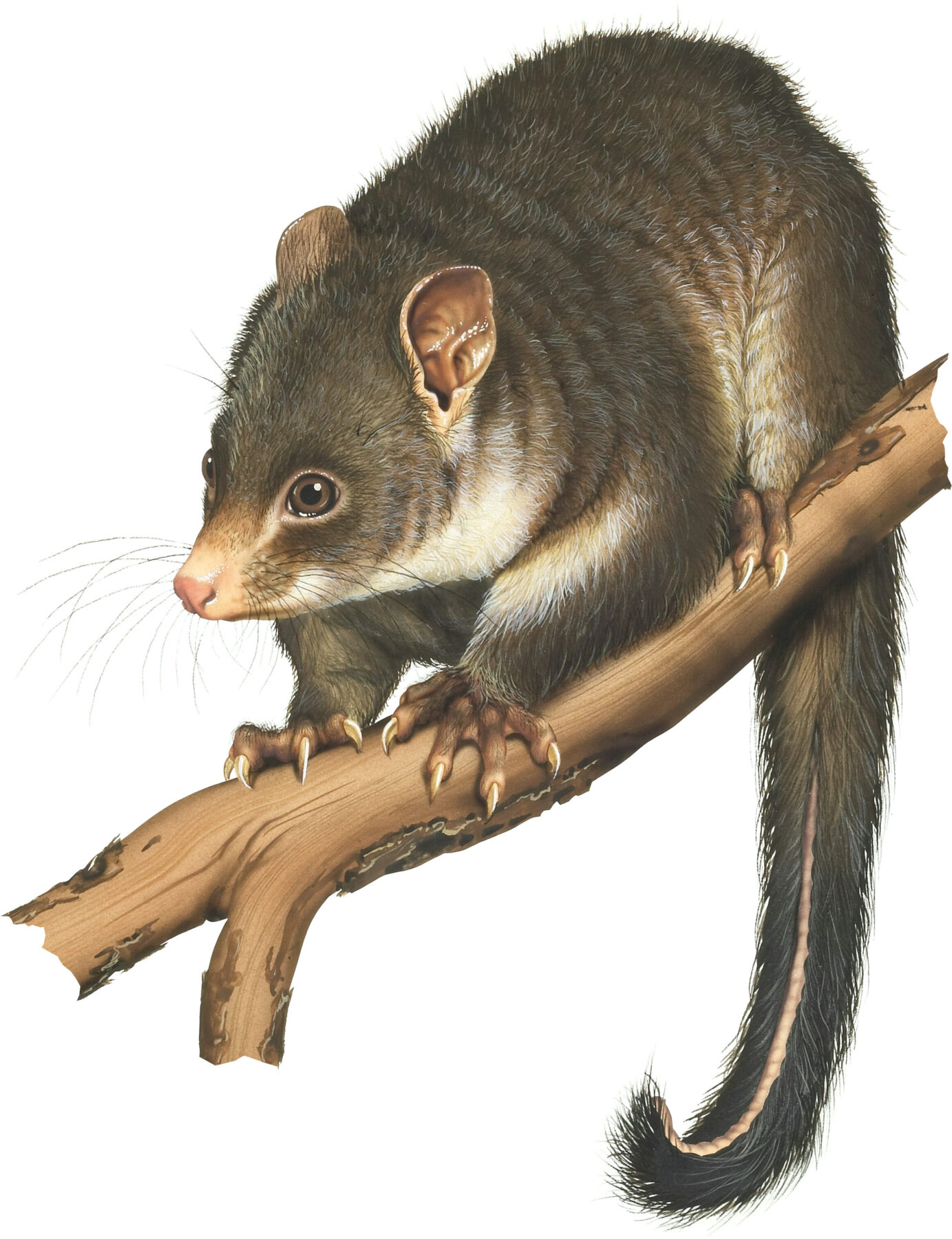 A guide to Australia's possums and gliders (2023)