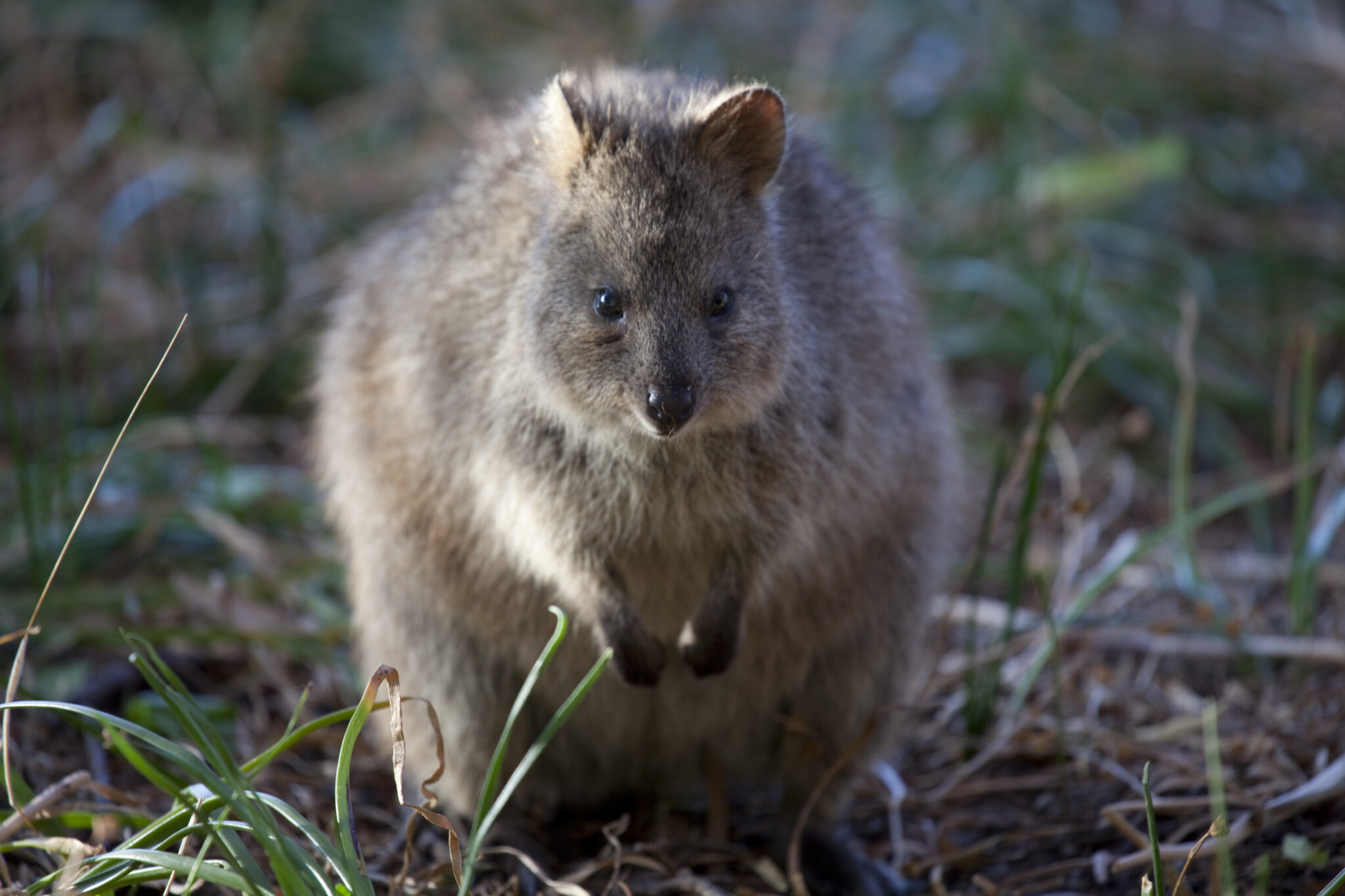 Fact File: Quokka (Setonix brachyurus) - Australian Geographic