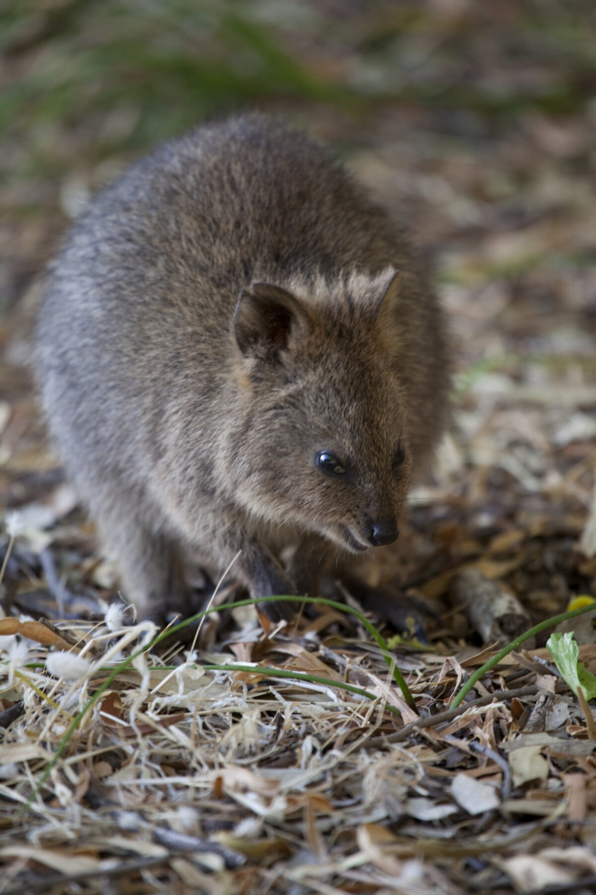 Fact File: Quokka (Setonix brachyurus) - Australian Geographic