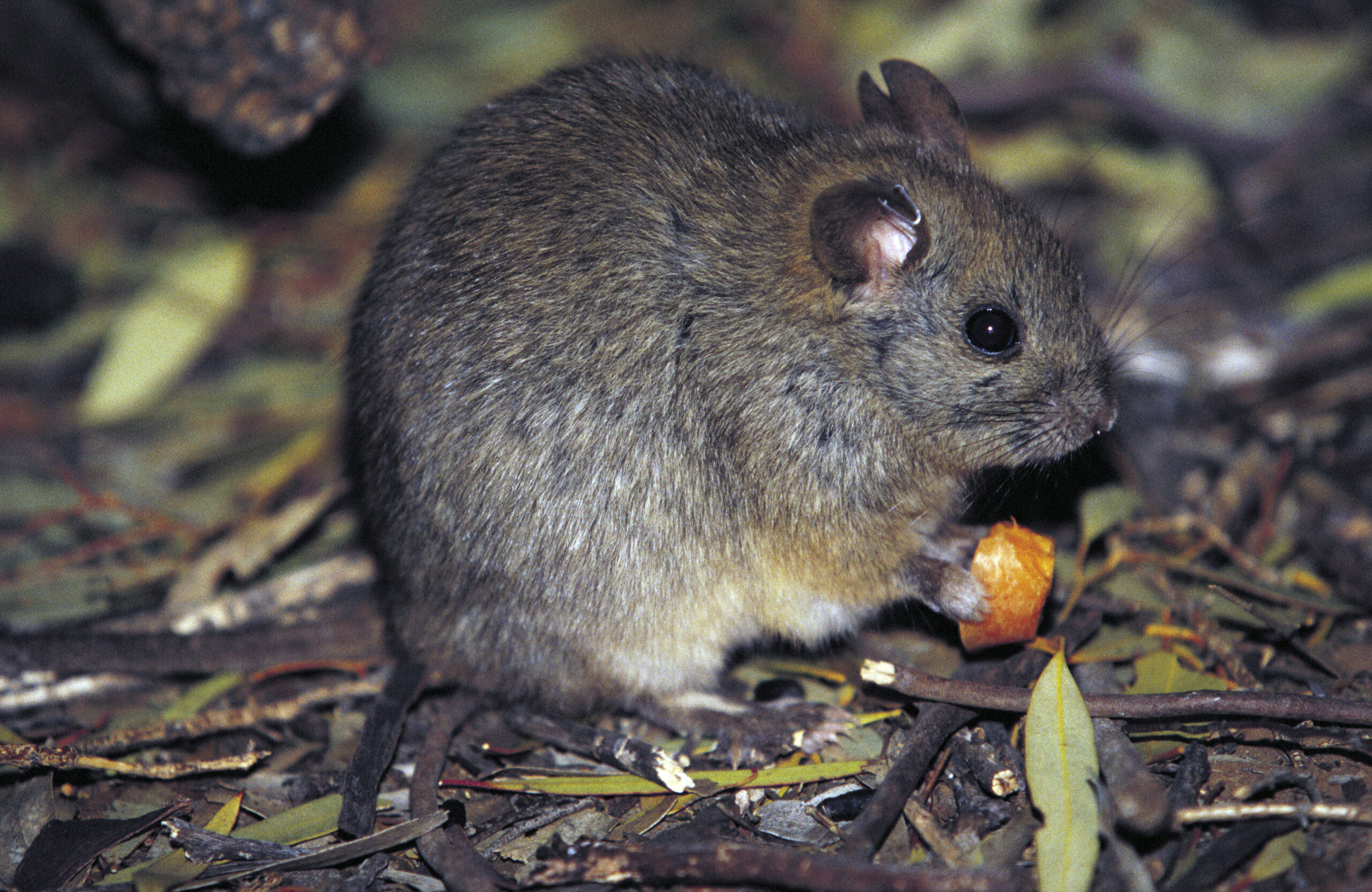 Fact File: Greater stick-nest rat (Leporillus conditor) - Australian ...