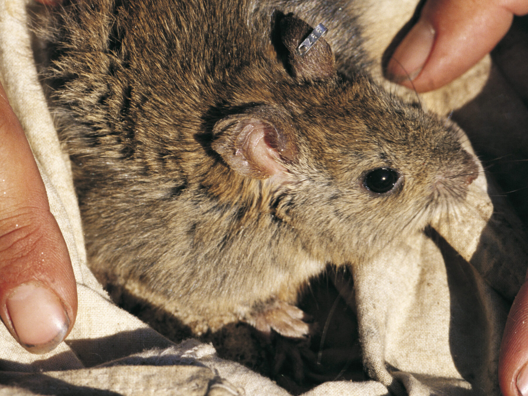 Fact File: Greater stick-nest rat (Leporillus conditor) - Australian ...