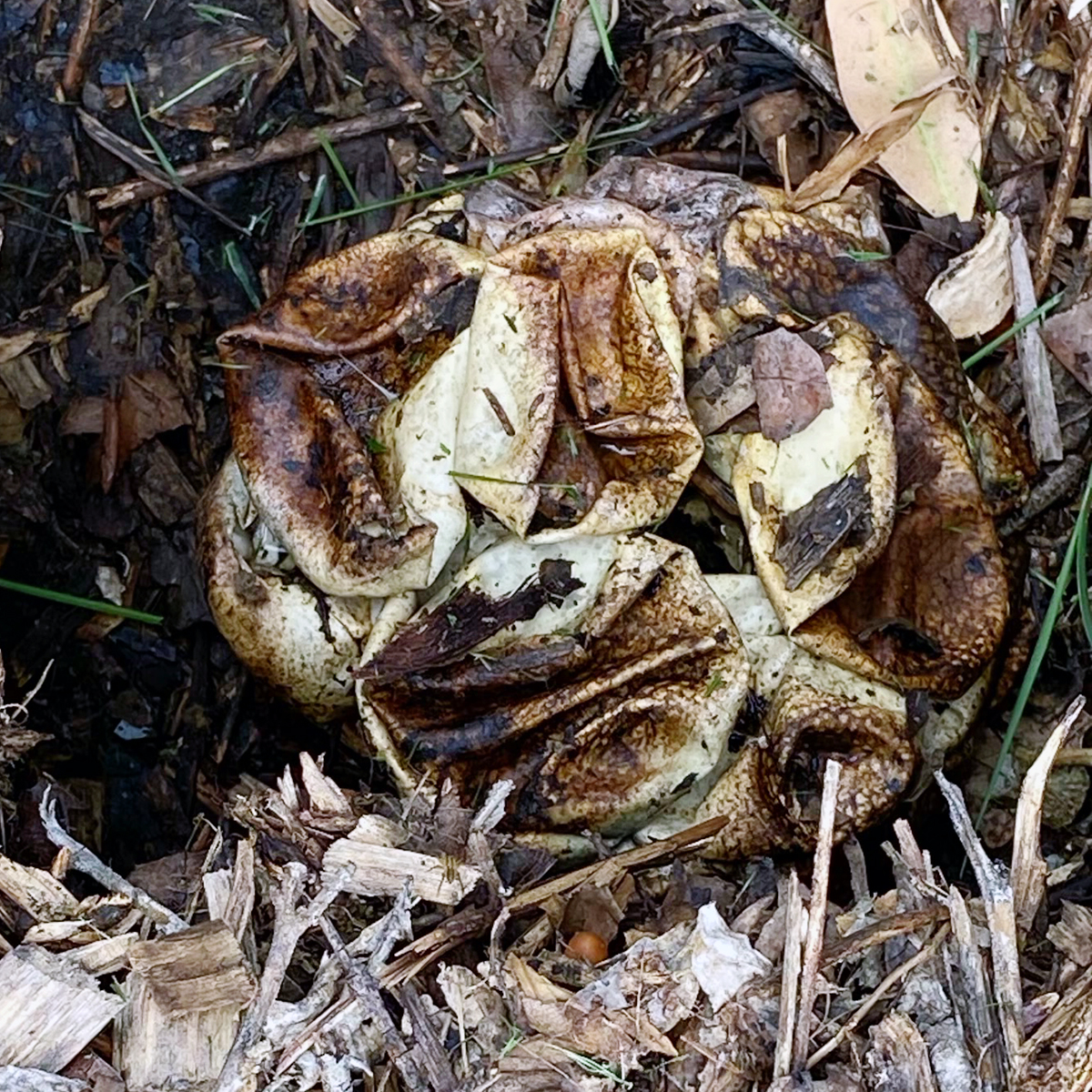 No, this snake isn't hugging a bread roll - Australian Geographic