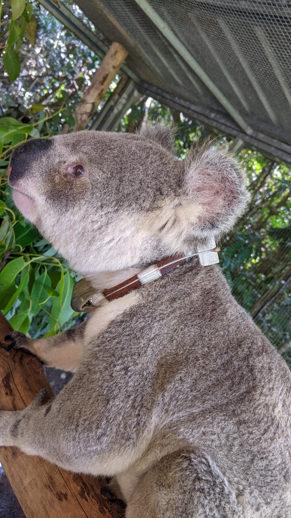 Ever seen a koala in the tropics? Probably not - Australian Geographic