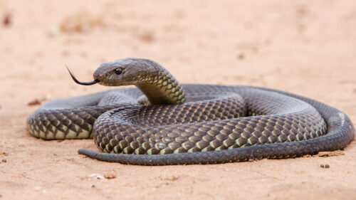 Australia's 10 most dangerous snakes