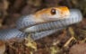 Top 10 Most Venomous Animals In Australia - Australian Geographic