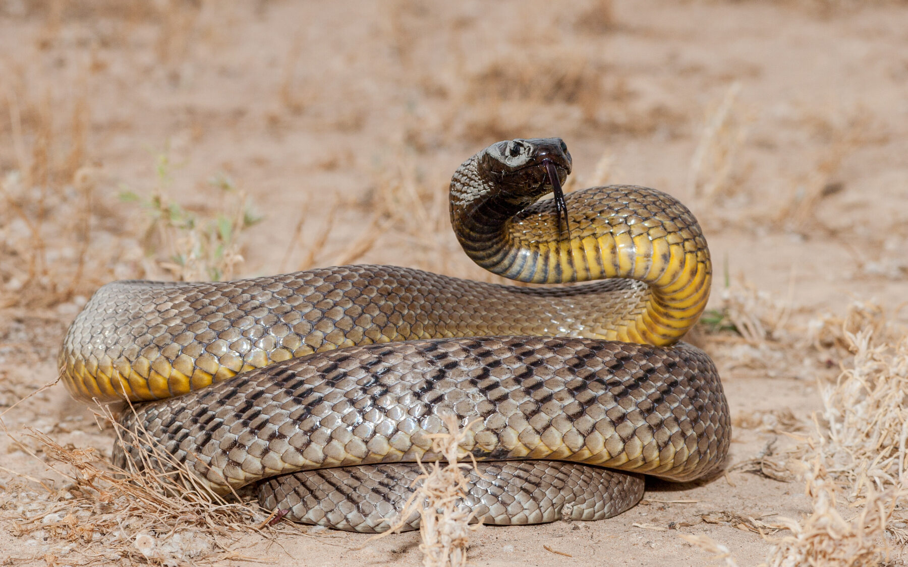 Top 10 most venomous animals in Australia - Australian Geographic