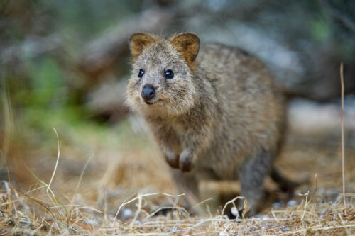 Fact File: Quokka (Setonix brachyurus) - Australian Geographic