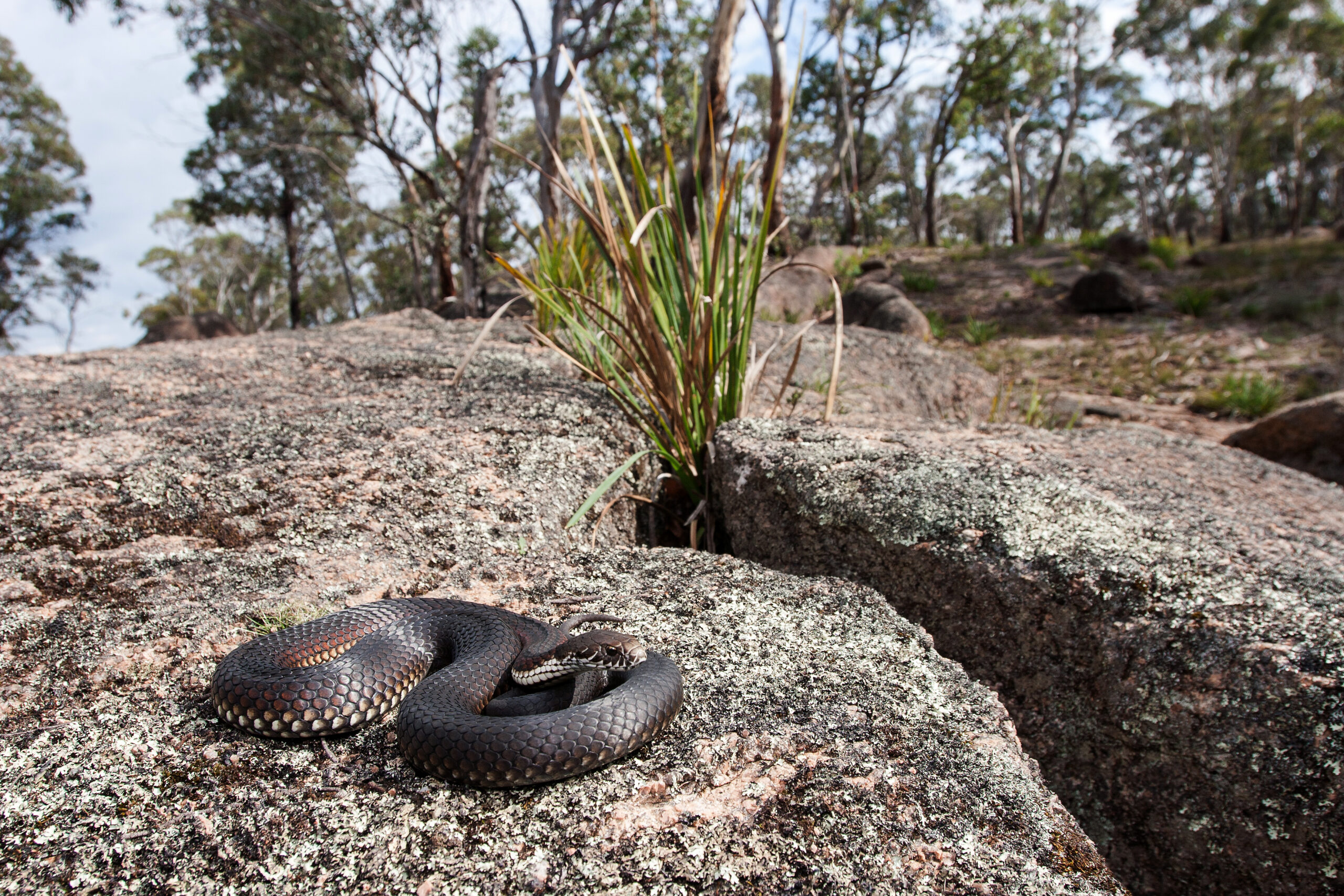 Fact File: Copperhead Snake (Austrelaps Labialis, Ramsayi, Superbus ...