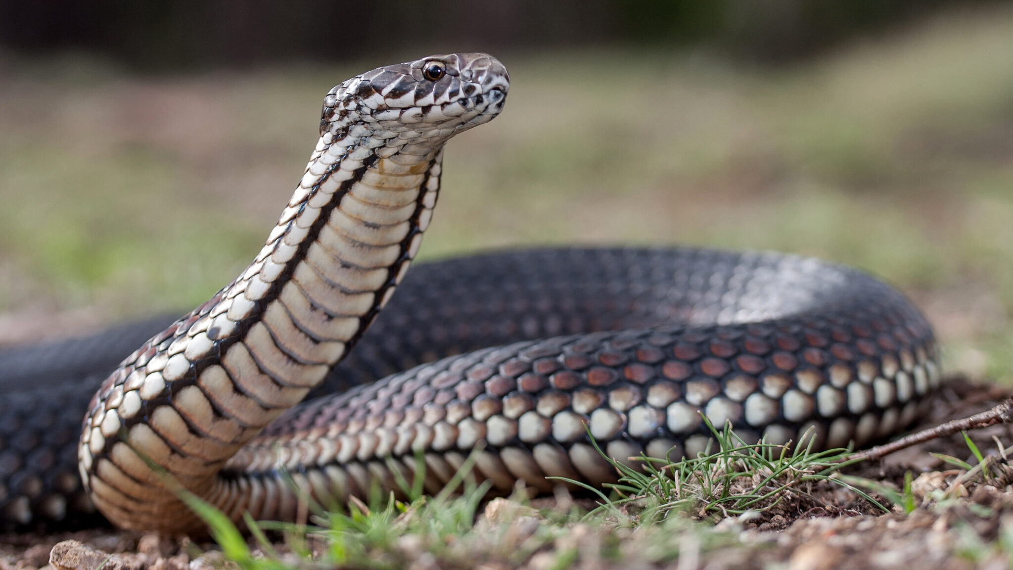 Fact File: Copperhead Snake (Austrelaps Labialis, Ramsayi, Superbus ...