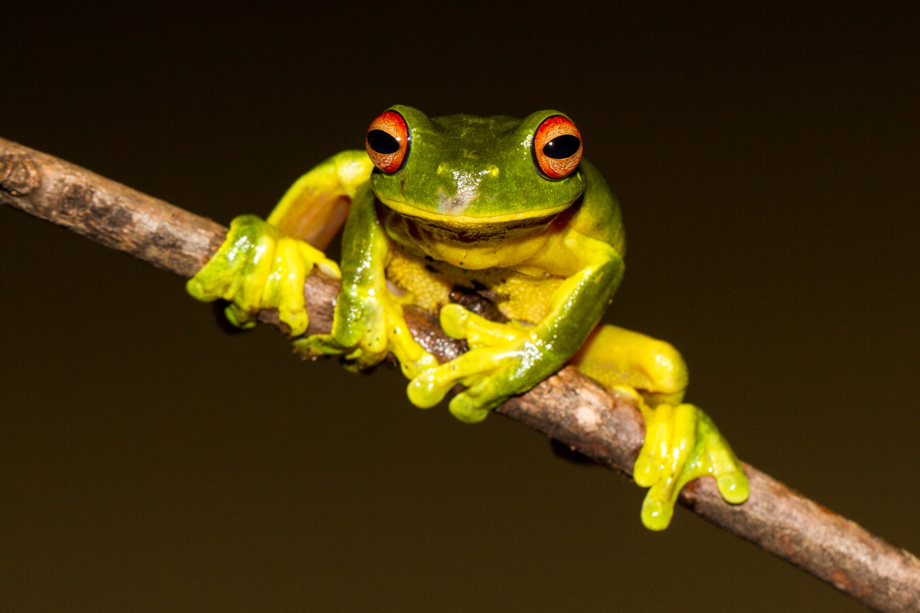 Frog Fact Sheet, Blog, Nature