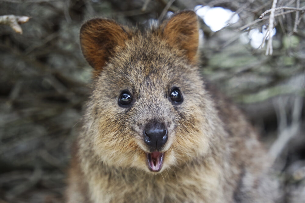 Fact File: Quokka (Setonix brachyurus) - Australian Geographic