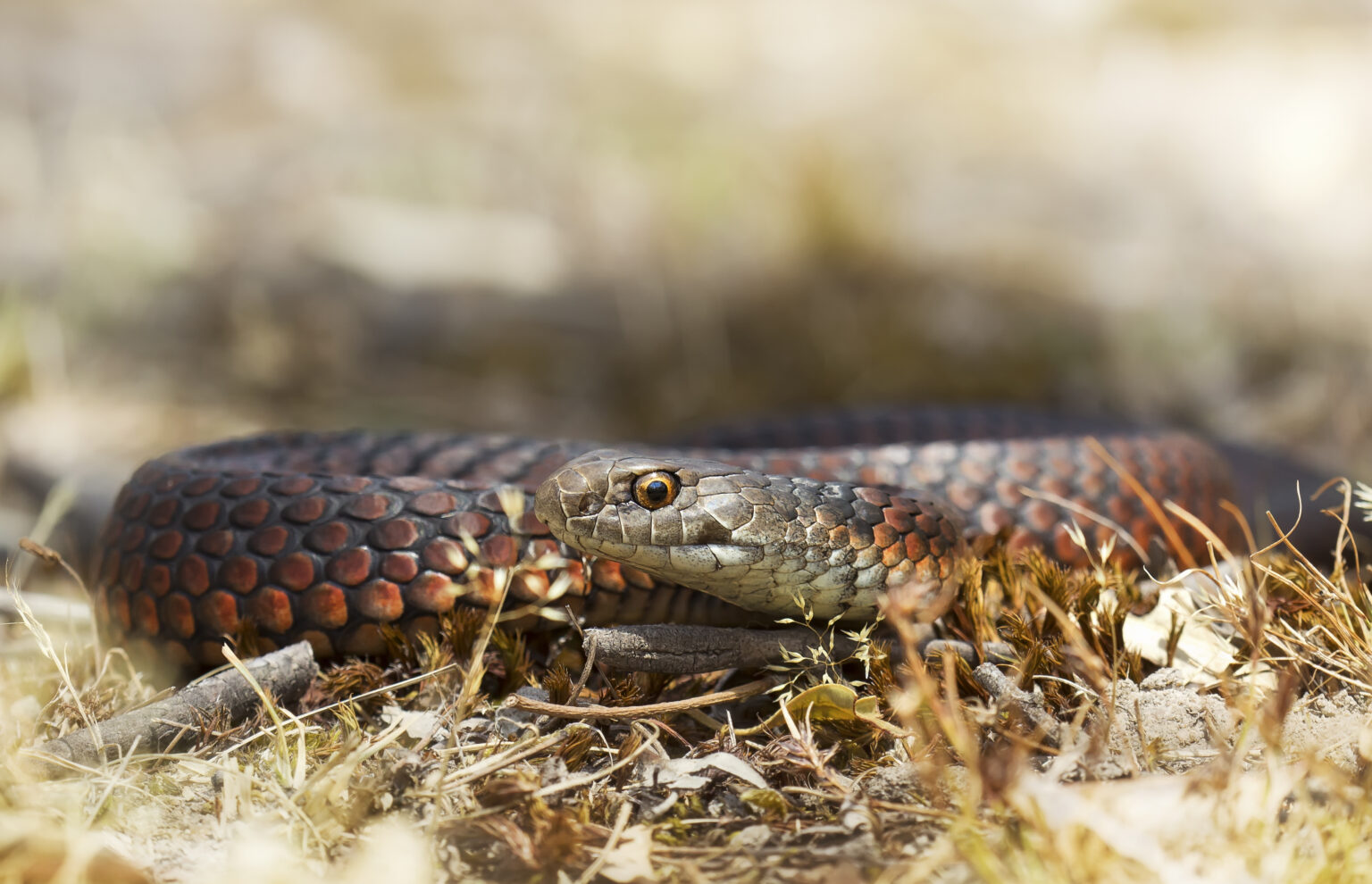 Fact File: Copperhead Snake (Austrelaps Labialis, Ramsayi, Superbus ...