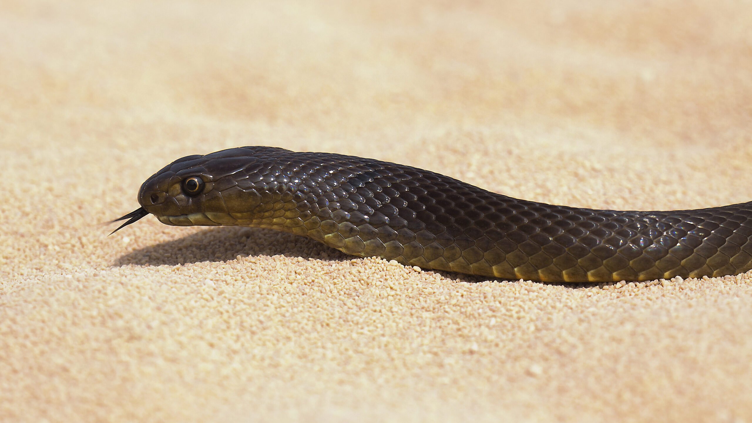 dangerous australian snakes