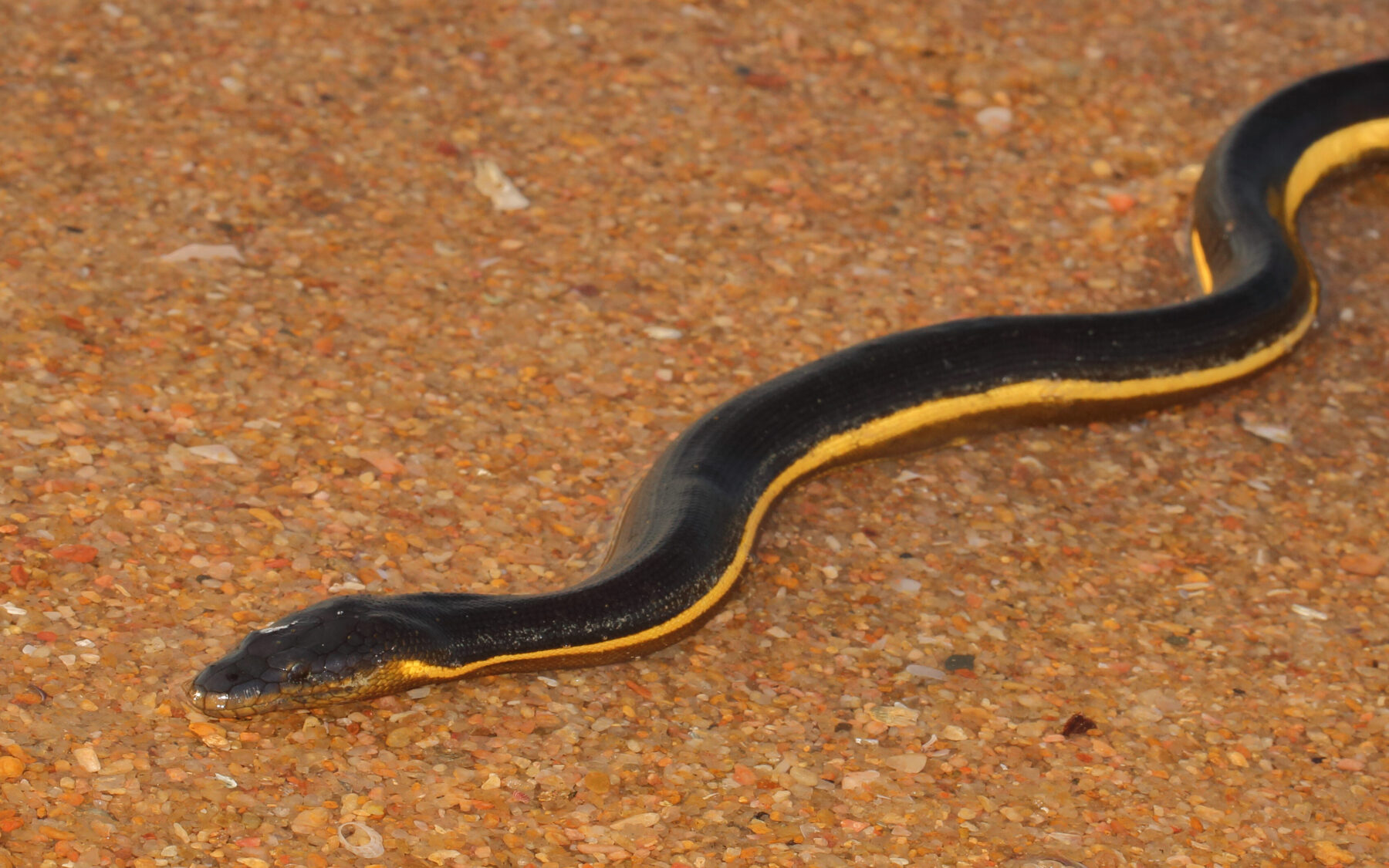 Top 10 most venomous animals in Australia - Australian Geographic