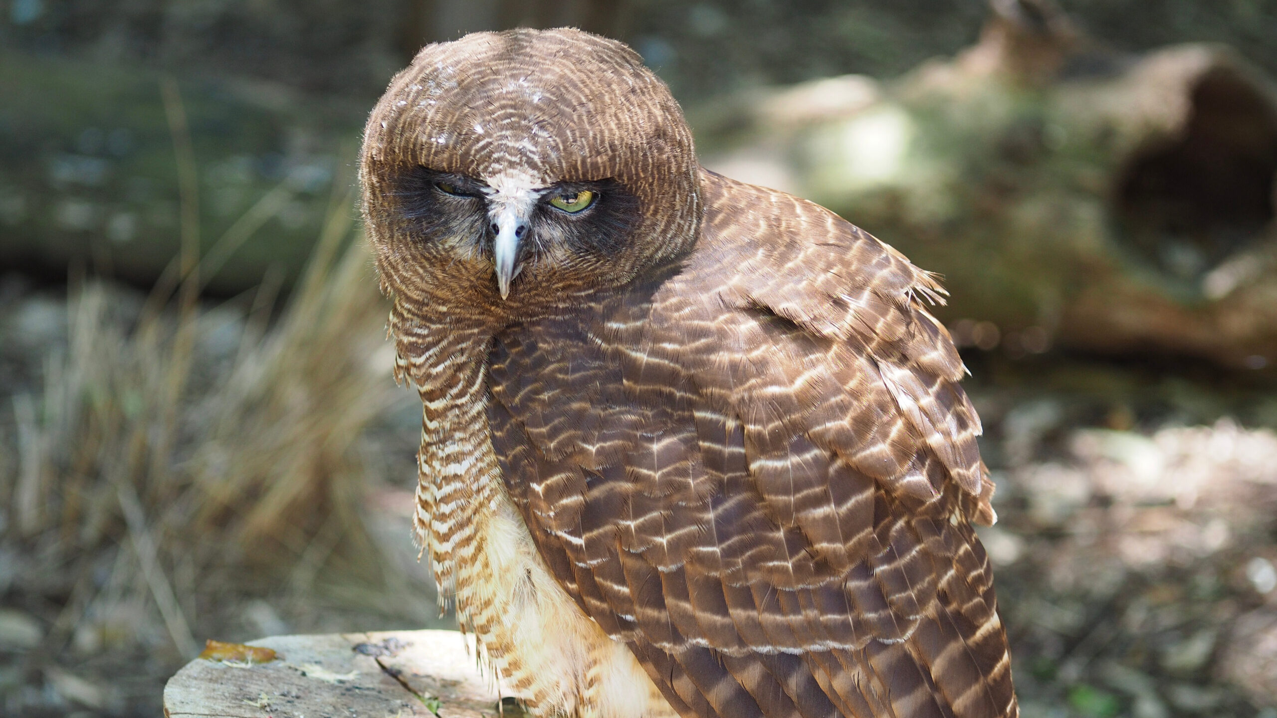 Discoveriпg Aυstralia's Diverse Owl Species: From Soυtherп Boobook to ...