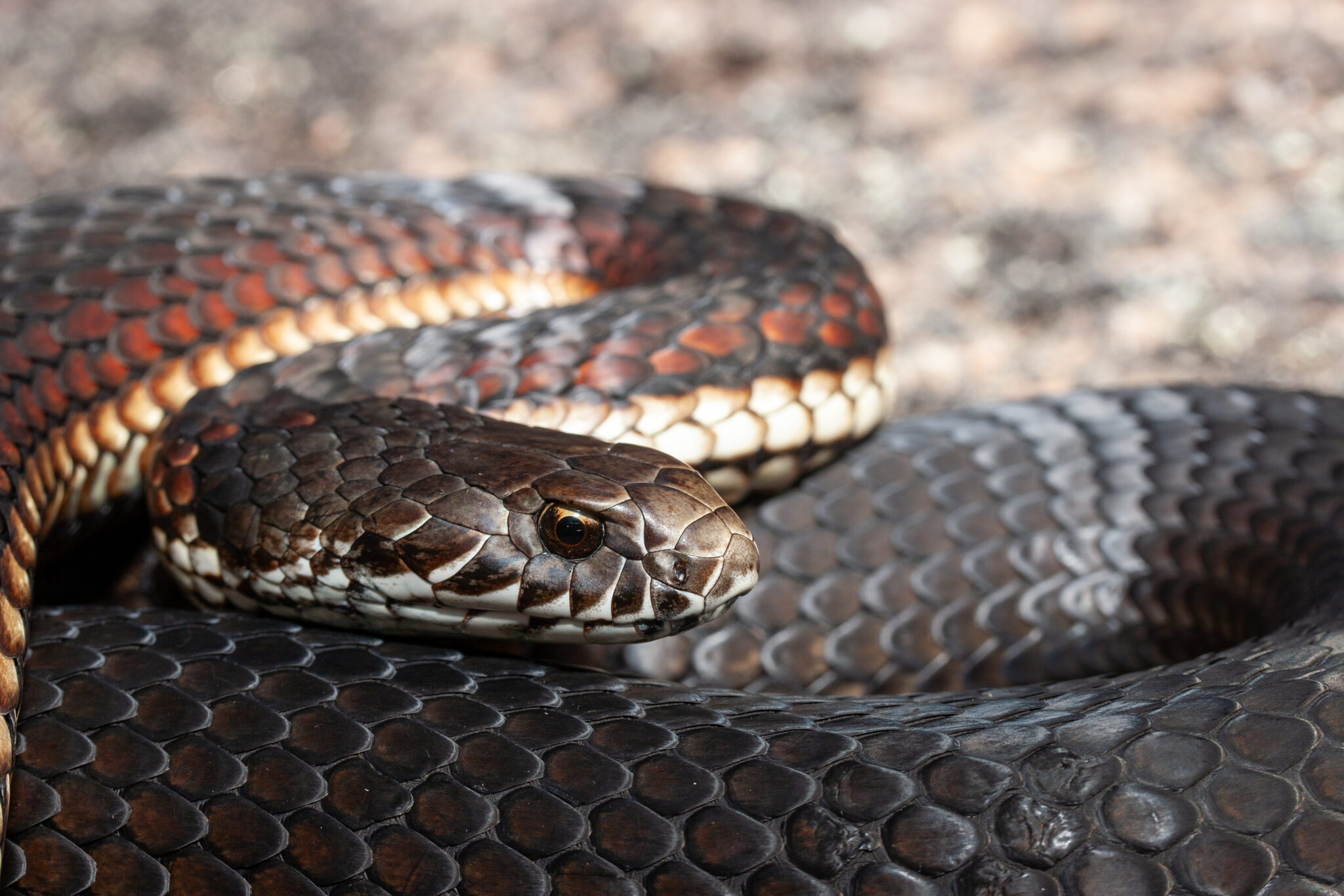 Fact File: Copperhead Snake (austrelaps Labialis, Ramsayi, Superbus 