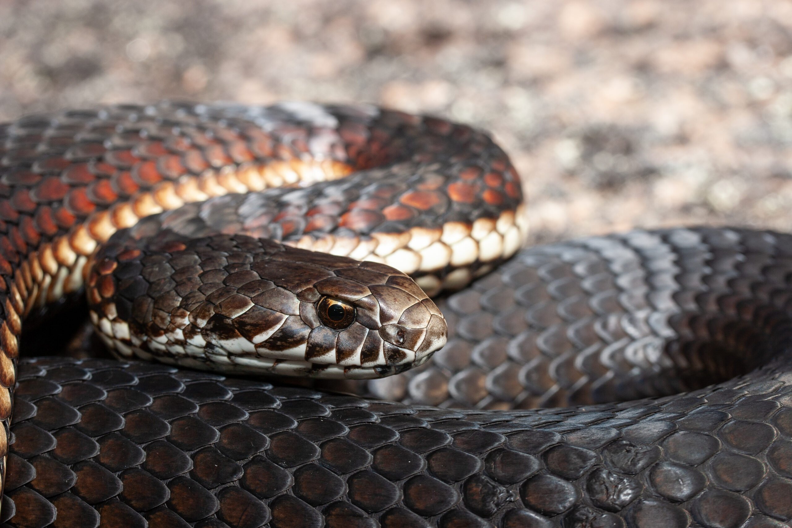 Fact File: Copperhead Snake (Austrelaps Labialis, Ramsayi, Superbus ...