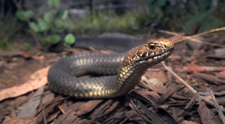 Fact File: Copperhead Snake (Austrelaps Labialis, Ramsayi, Superbus ...