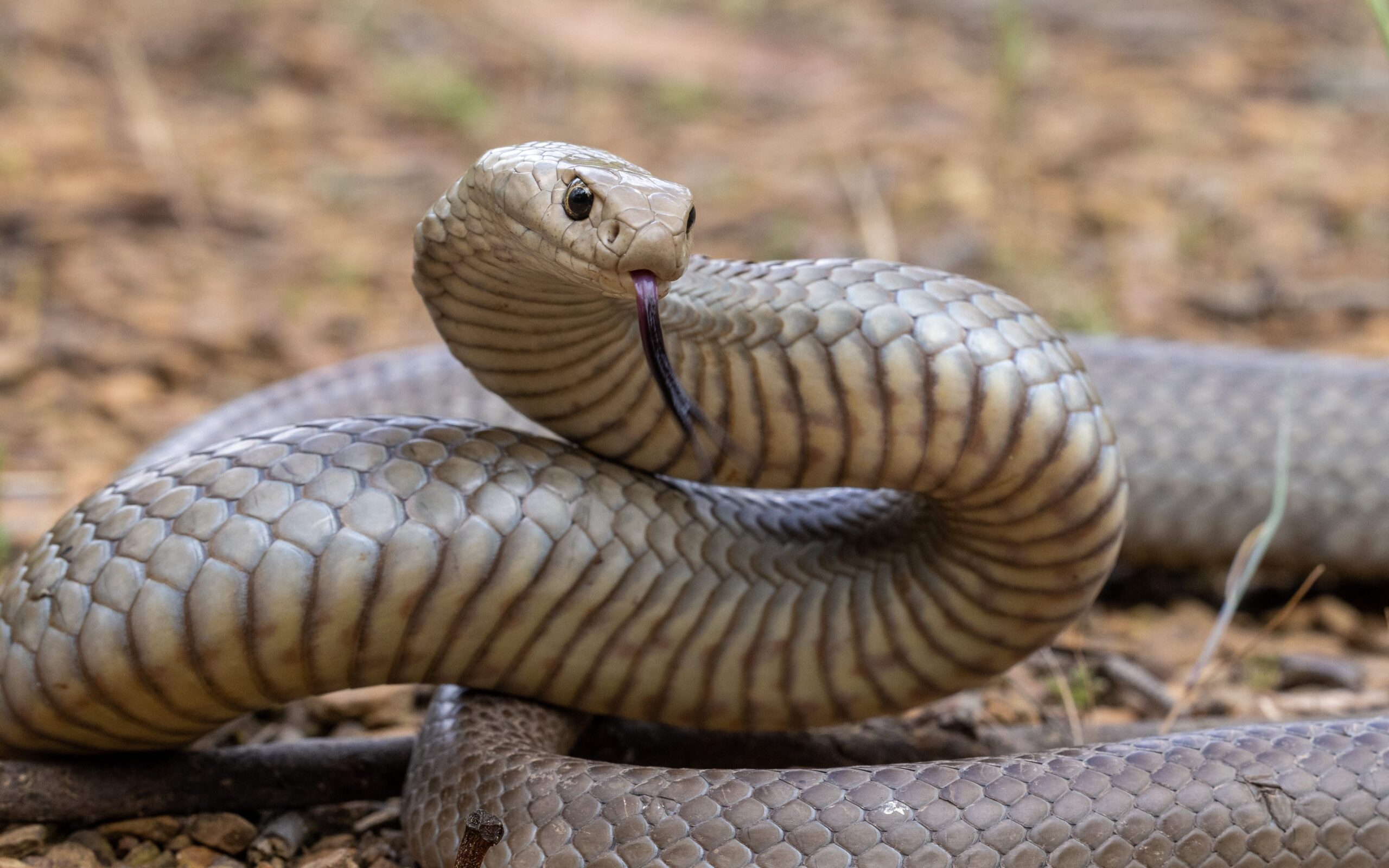 Fact File Eastern Brown Snake Pseudonaja Textilis Australian 