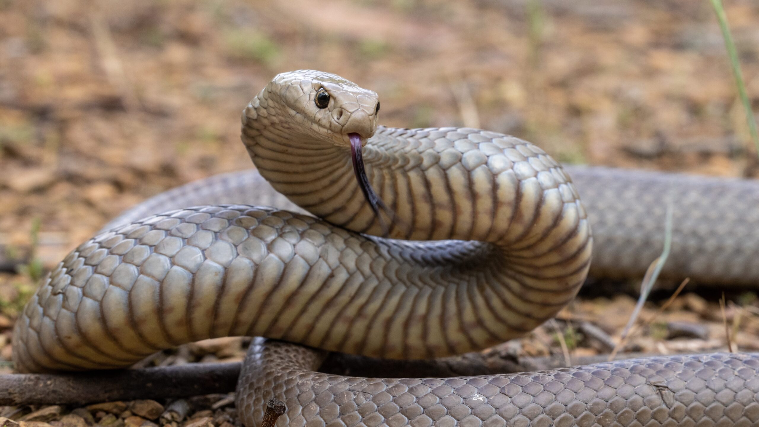 giant australian snake