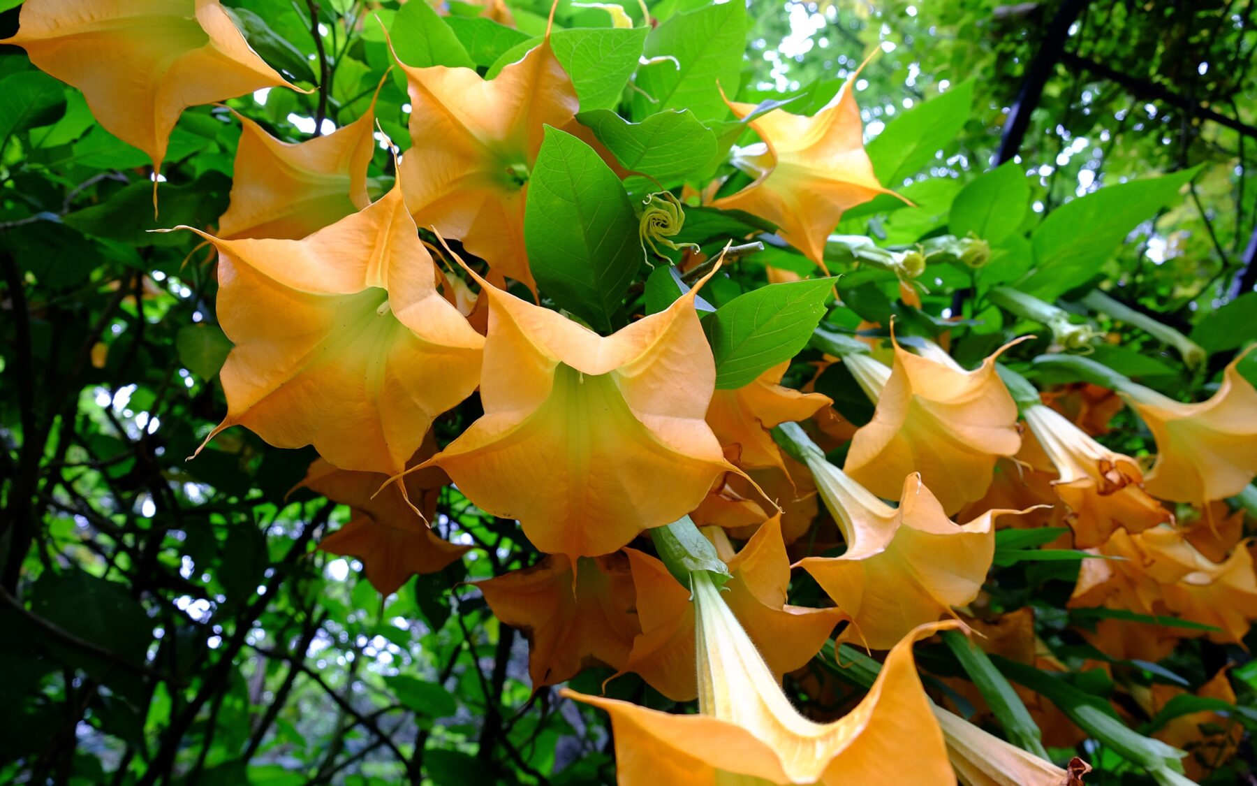 Australia's Most Poisonous Plants