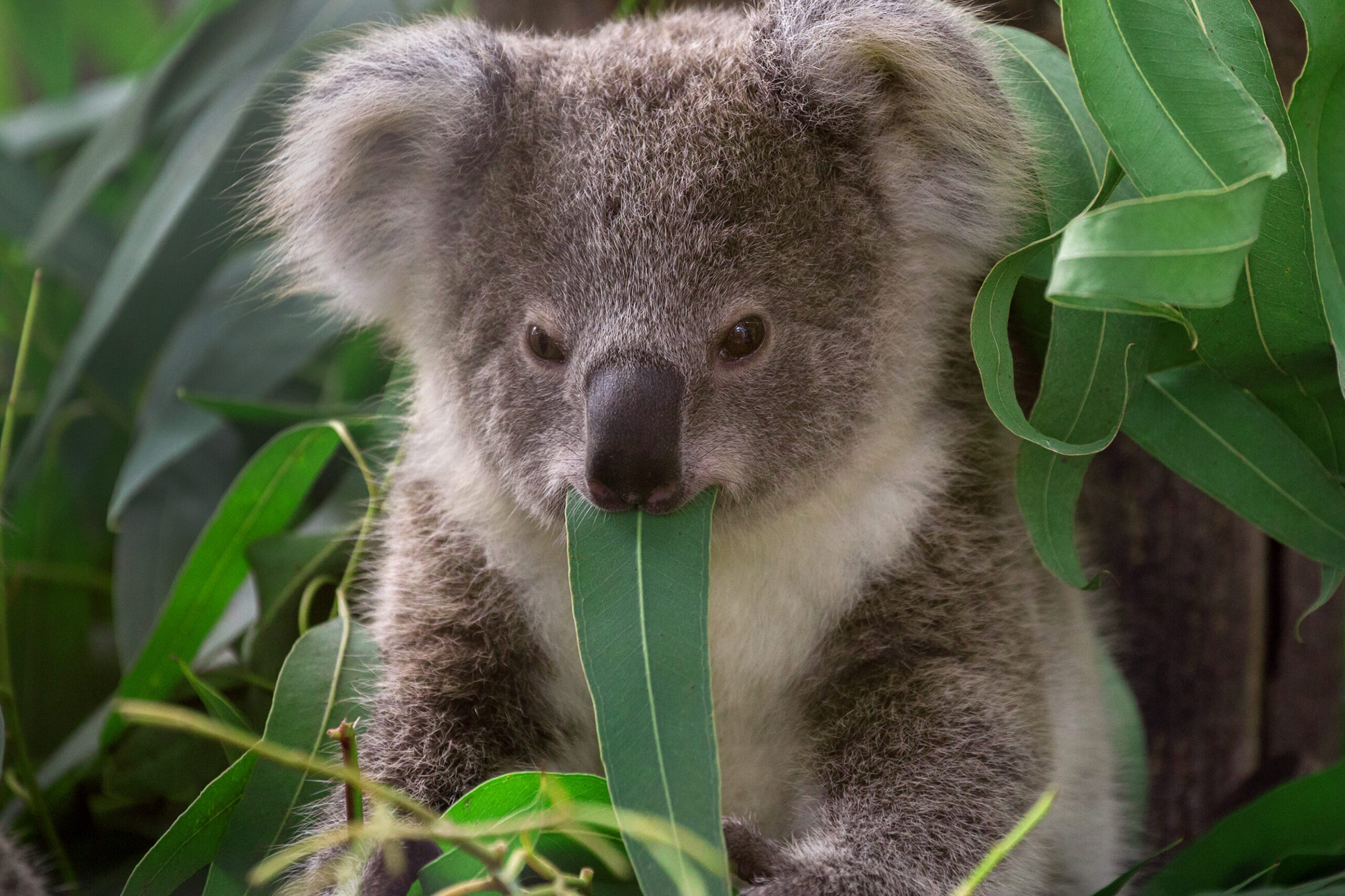koala bear attack