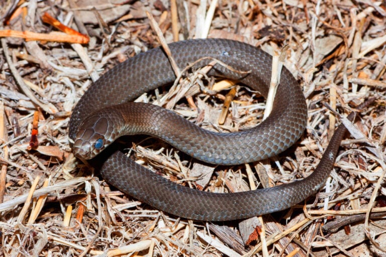 Fact File: Copperhead snake (Austrelaps labialis, ramsayi, superbus ...