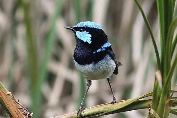 Urban birdwatching guide to Sydney - Australian Geographic