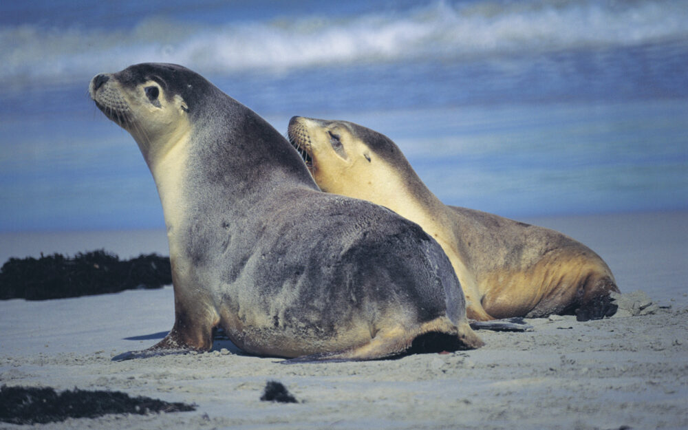 Fact File Australian sea lion (Neophoca cinerea) Australian Geographic