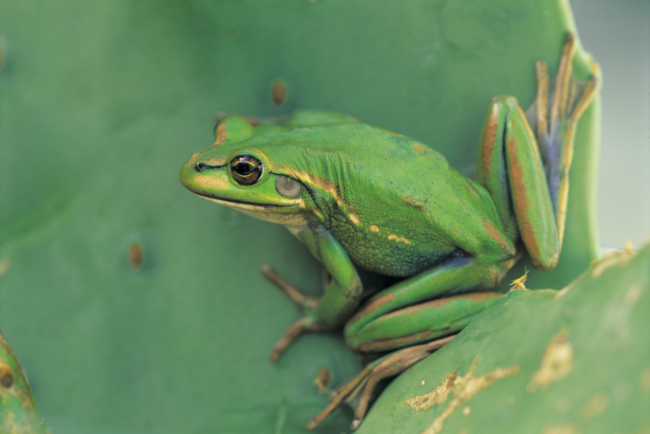 fact-file-green-and-golden-bell-frog-litoria-aurea-australian