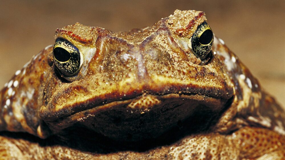 Defining Moments in Australian History: Introduction of cane toads ...