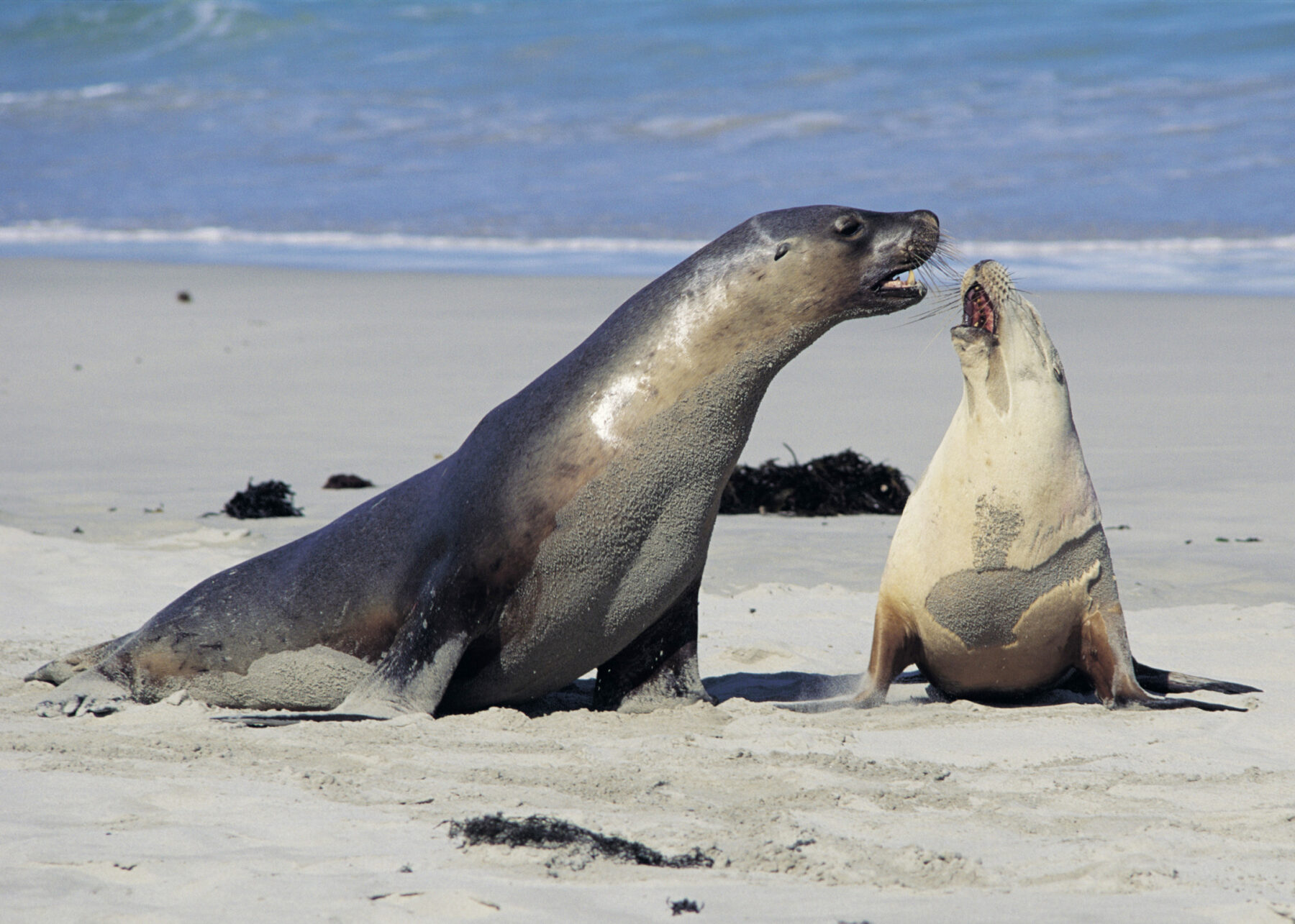 Fact File Australian fur seal (Arctocephalus pusillus doriferus