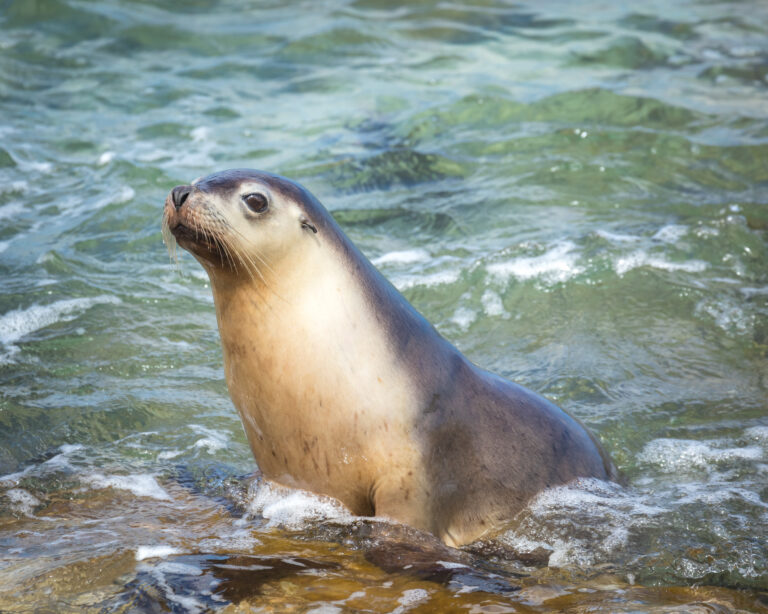 Fact File: Australian sea lion (Neophoca cinerea) - Australian Geographic