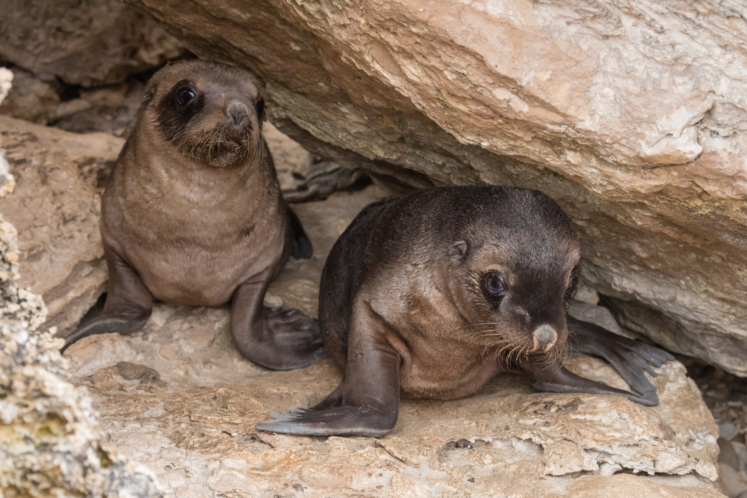 Fact File: Australian sea lion (Neophoca cinerea) - Australian Geographic