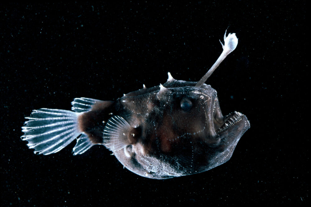 The fish with a parasite for a partner - Australian Geographic