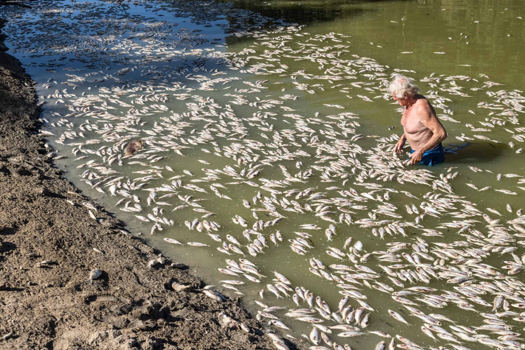 Menindee fish kill - Australian Geographic