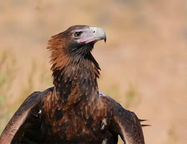 Like the phoenix, Australia's giant birds of prey rise again from limestone  caves