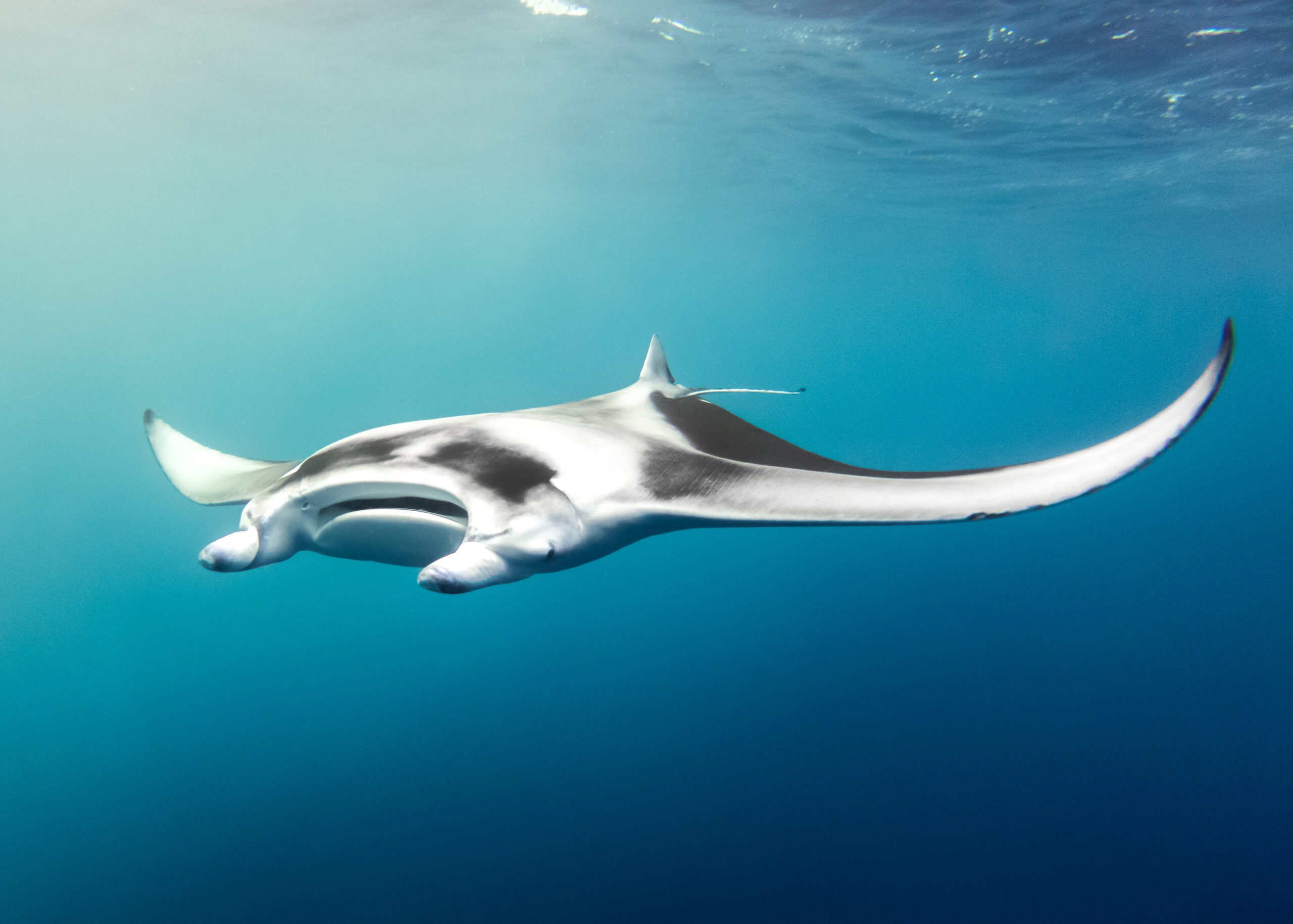 Discover the oceanic Manta ray