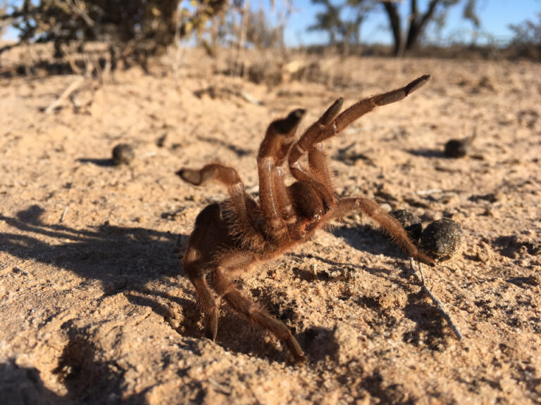 Fact File: Australian tarantula - Australian Geographic