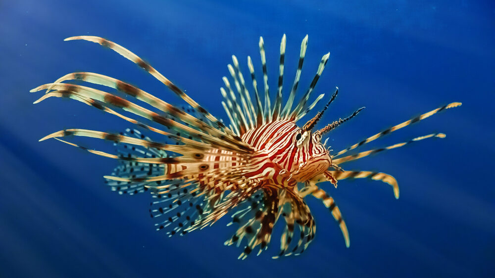 Fact File: Common lionfish (Pterois volitans) - Australian Geographic