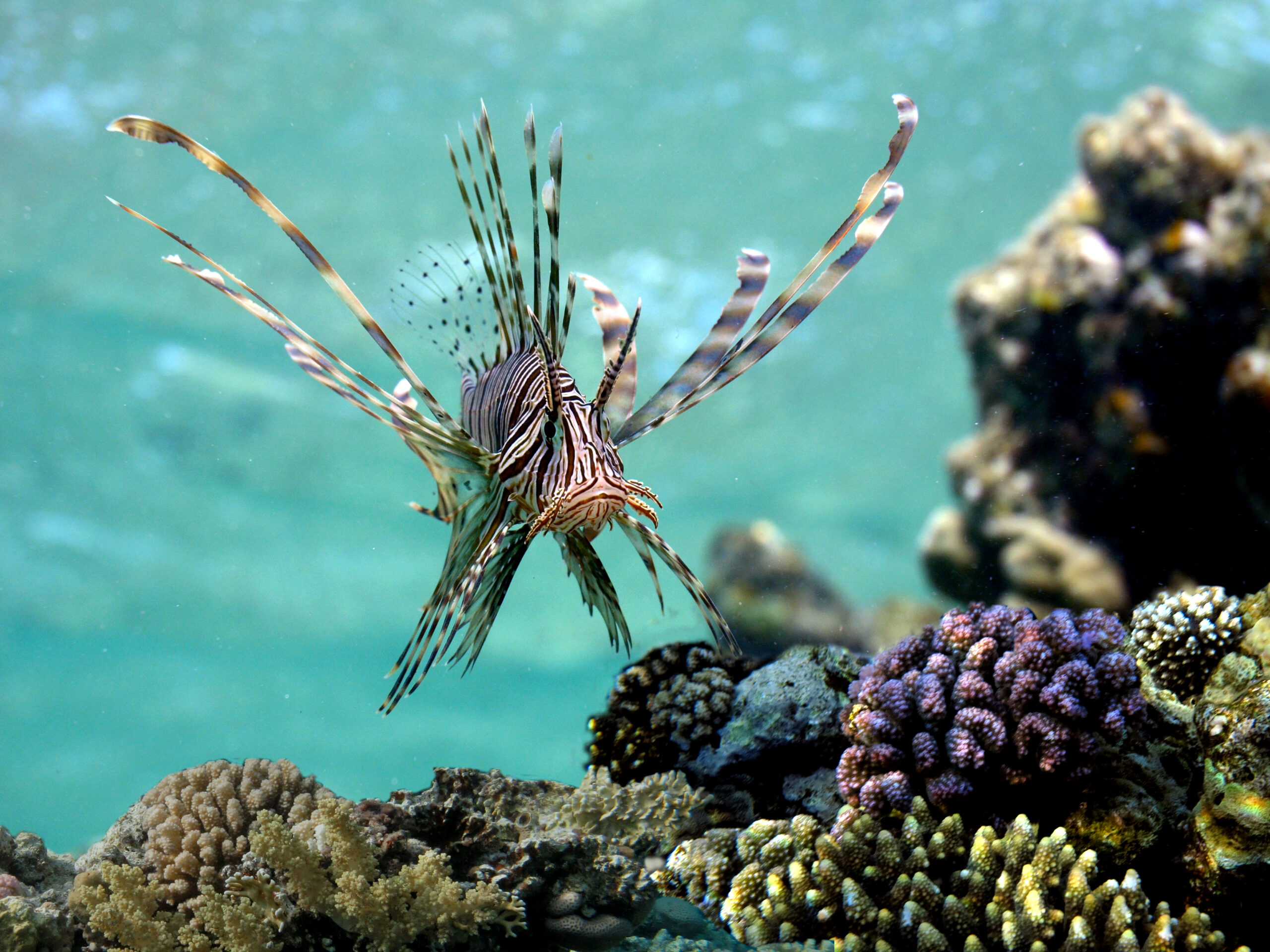 Fact File: Common lionfish (Pterois volitans) - Australian Geographic