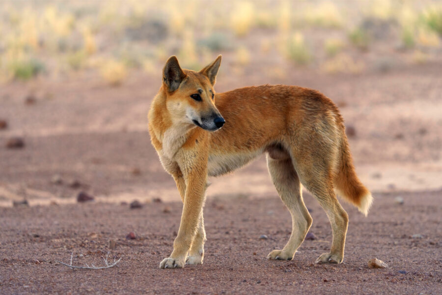 Research challenges perception that dingoes are virtually extinct
