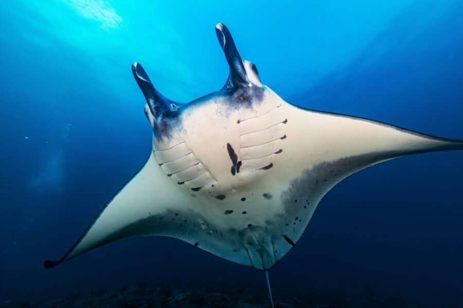 Fact File Manta Ray Mobula Alfredi Mobula Birostris Australian