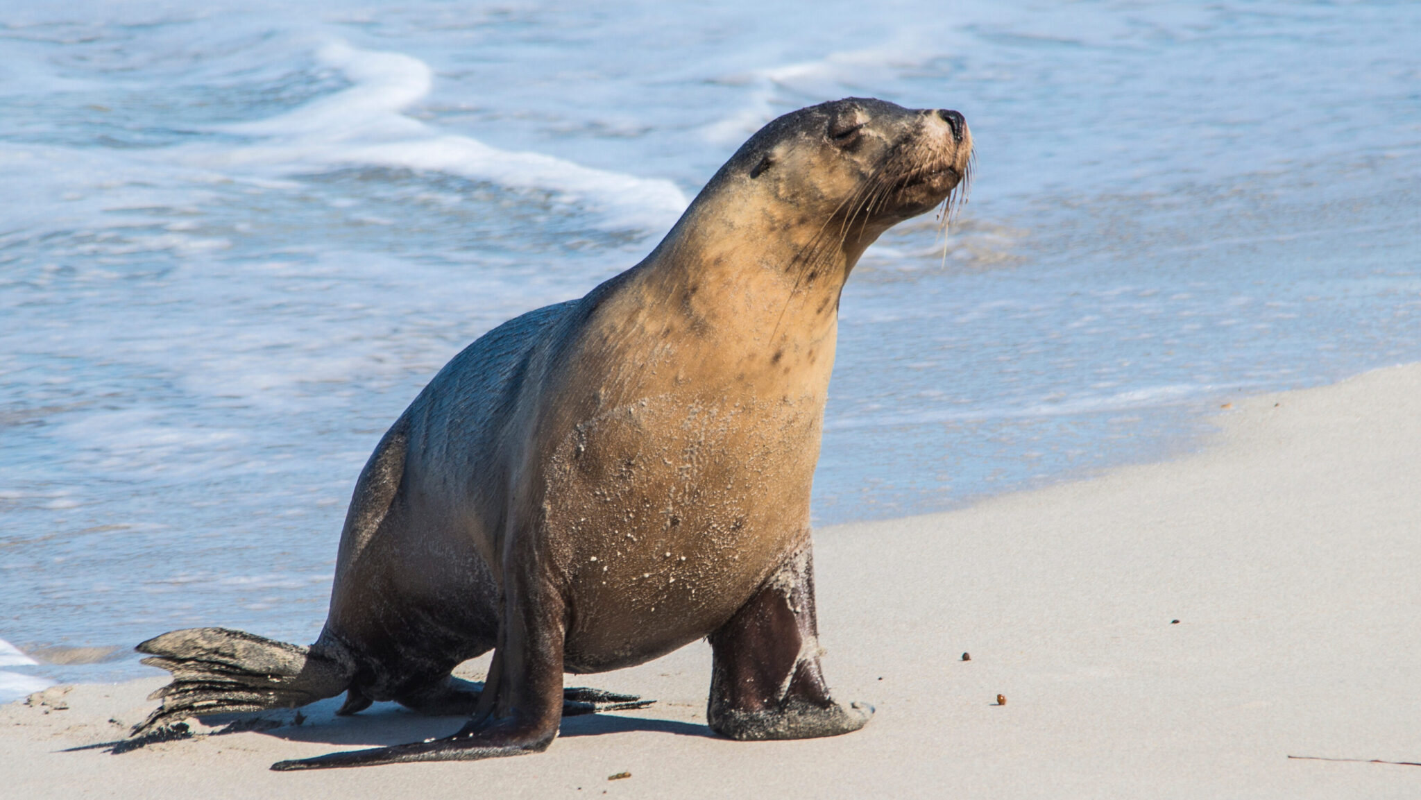 Fact File: Australian fur seal (Arctocephalus pusillus doriferus