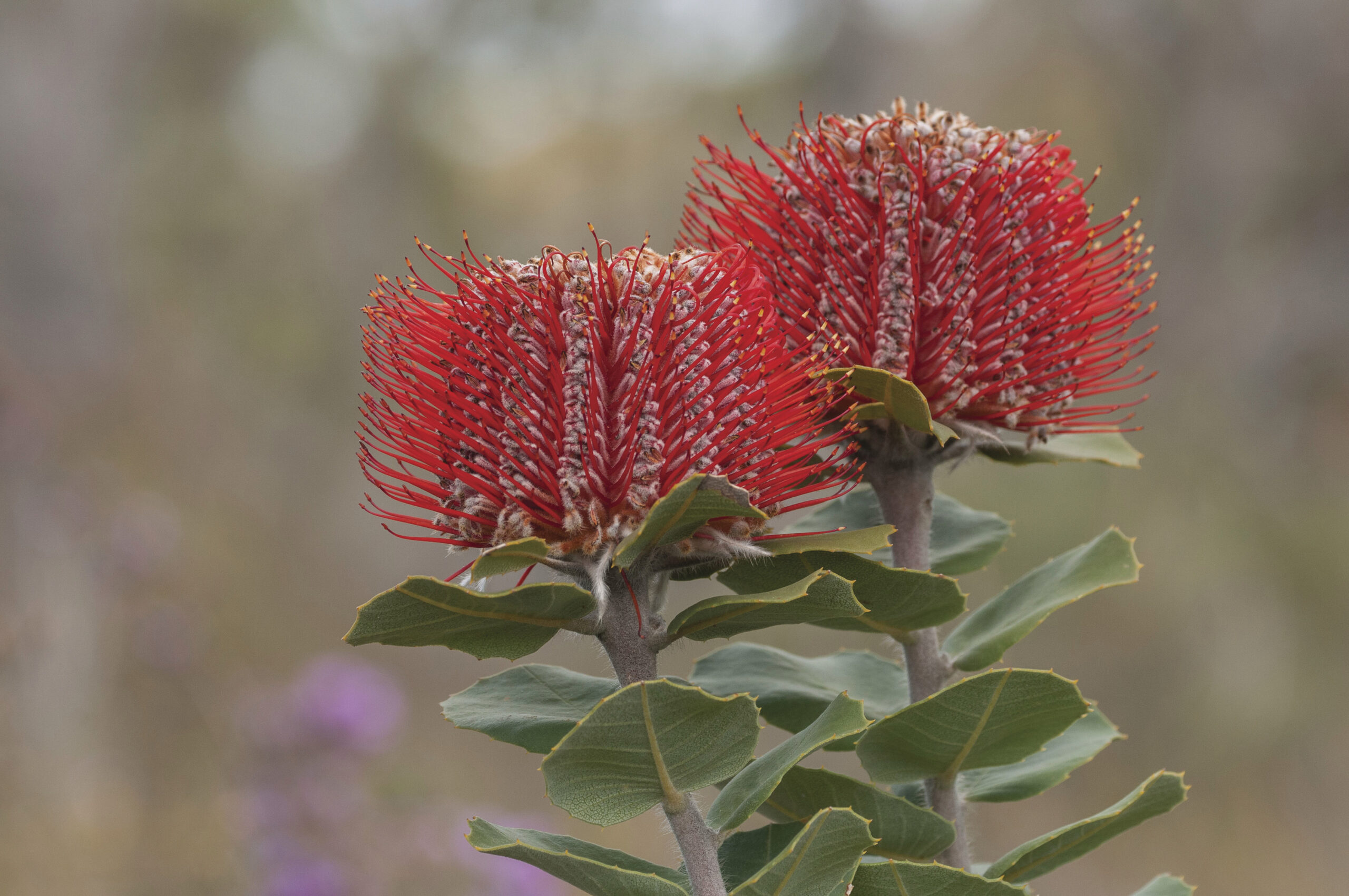 Scientists Want Your Plant Photographs - Australian Geographic