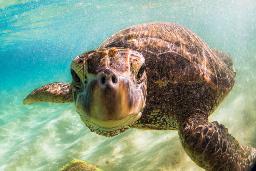 Green Sea Turtle Threats