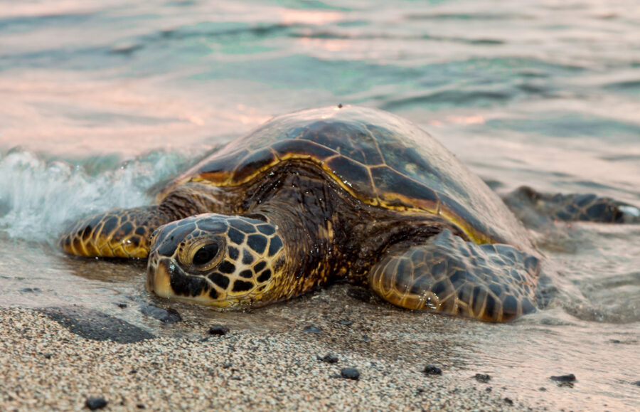 15 fabulous facts about sea turtles - Australian Geographic