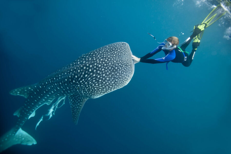 Where the whale sharks are: New research reveals secrets of world’s ...