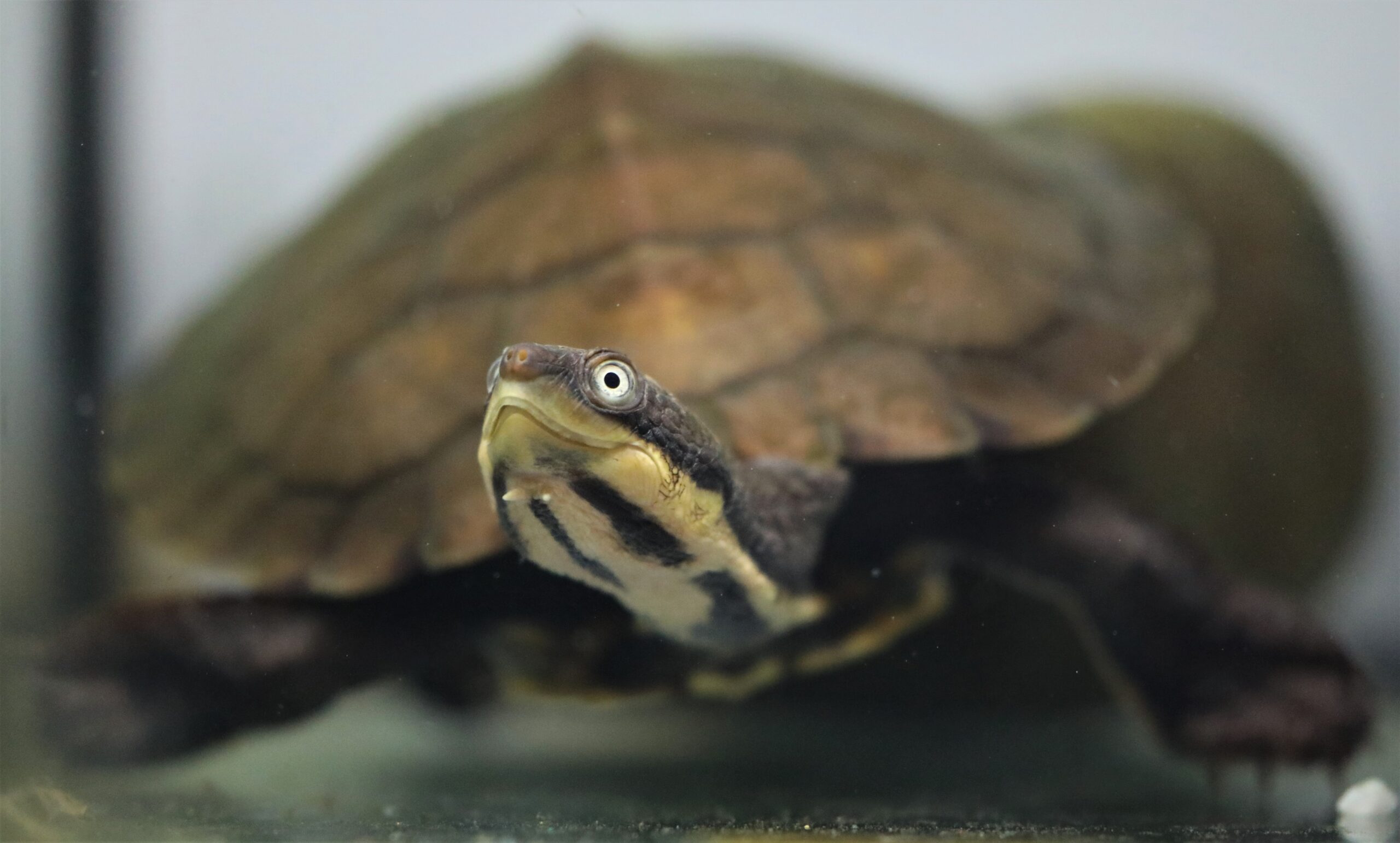 Mating success for Manning River turtles