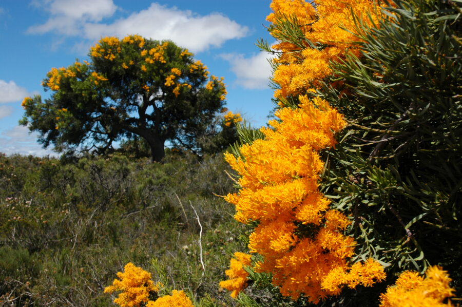 Australia's native Christmas tree is a gift that keeps on giving ...